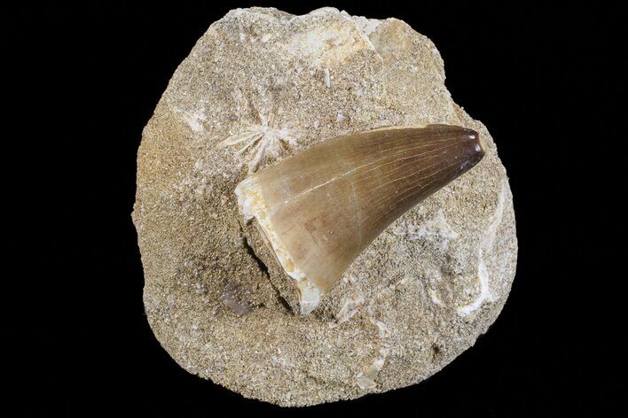 Mosasaur (Prognathodon) Tooth In Rock #70459